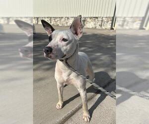Staffordshire Bull Terrier Dogs for adoption in Sugar Land, TX, USA