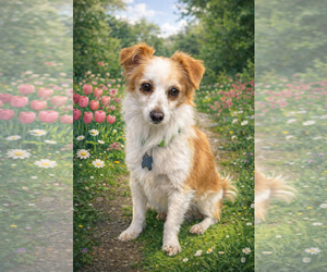 Colonial Cocker Spaniel Dogs for adoption in Menifee, CA, USA