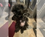 Small Photo #2 Shih Tzu Puppy For Sale in KILLEEN, TX, USA