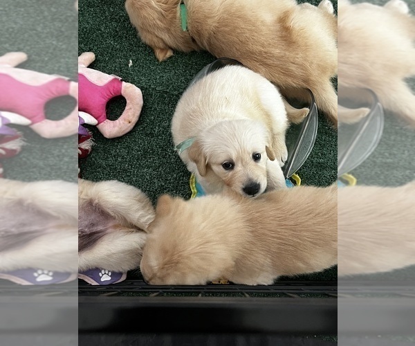 Medium Photo #47 Golden Retriever Puppy For Sale in BIG CABIN, OK, USA