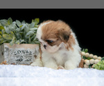 Small Photo #25 Shih Tzu Puppy For Sale in CLARE, MI, USA