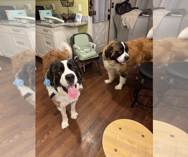 Medium Photo #1 Saint Bernard Puppy For Sale in BARRINGTON, RI, USA