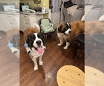 Small Photo #1 Saint Bernard Puppy For Sale in BARRINGTON, RI, USA