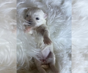 Maltipoo Puppy for sale in MEMPHIS, TN, USA