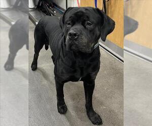 Mutt Dogs for adoption in Forestville, MD, USA