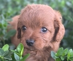 Puppy Puppy 4 Cavapoo