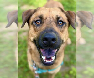 Black Mouth Cur-Unknown Mix Dogs for adoption in West Cornwall, CT, USA
