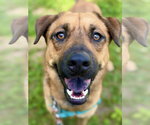 Small Black Mouth Cur Mix