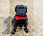 Small Photo #4 Labrador Retriever-Unknown Mix Puppy For Sale in McKinney, TX, USA