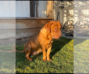 Mother of the Dogue de Bordeaux puppies born on 10/16/2025