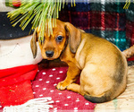 Small Photo #15 Dachshund Puppy For Sale in WAKARUSA, IN, USA