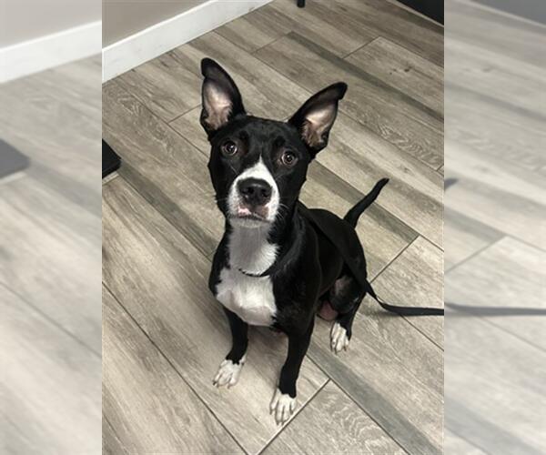 Medium Photo #1 American Pit Bull Terrier-Unknown Mix Puppy For Sale in Redlands, CA, USA