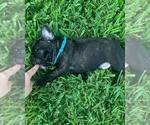 Puppy 4 French Bulldog