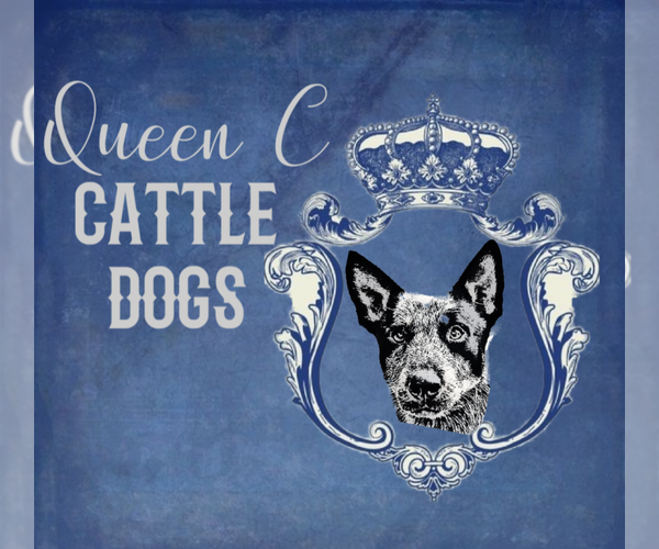 Medium Photo #10 Australian Cattle Dog Puppy For Sale in JASONVILLE, IN, USA