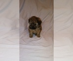 Small Photo #6 Shih-Poo Puppy For Sale in SAN ANTONIO, TX, USA