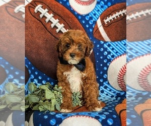 Lhasa-Poo Puppy for sale in LINCOLN UNIVERSITY, PA, USA