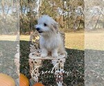 Puppy 2 Havachon