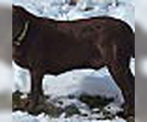 Medium Photo #6 Labrador Retriever Puppy For Sale in Monterey, VA, USA