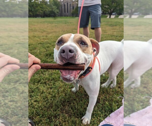 Medium Photo #4 American Pit Bull Terrier-Unknown Mix Puppy For Sale in Kansas City, MO, USA
