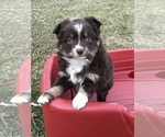 Small Photo #1 Miniature Australian Shepherd Puppy For Sale in BOWLING GREEN, KY, USA