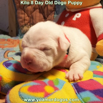 Medium Photo #155 Dogo Argentino Puppy For Sale in JANE, MO, USA