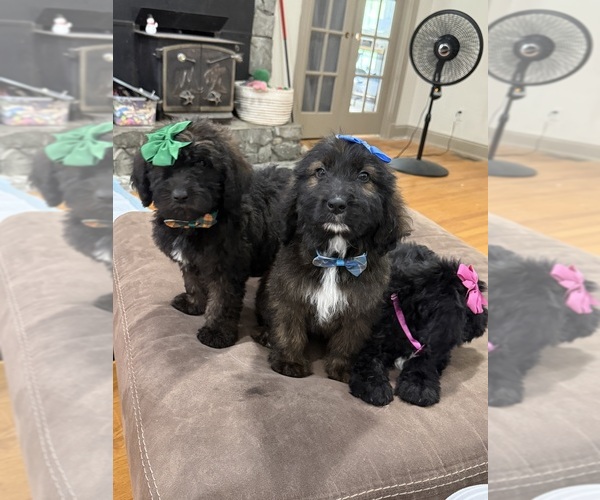 Medium Photo #2 Saint Berdoodle Puppy For Sale in DINWIDDIE, VA, USA
