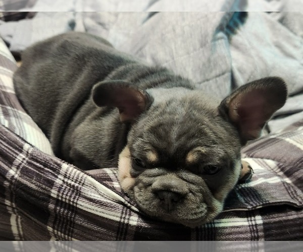 Medium Photo #5 French Bulldog Puppy For Sale in GREENWICH, OH, USA