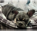 Small #4 French Bulldog