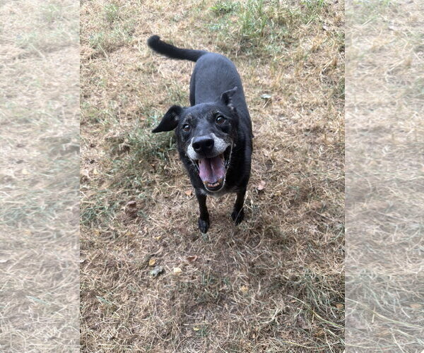 Medium Photo #2 Mutt Puppy For Sale in Jackson, MS, USA