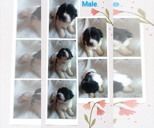 Mal-Shi Puppy for sale in WOBURN, MA, USA