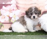 Small Photo #1 Poochon Puppy For Sale in MARIETTA, GA, USA