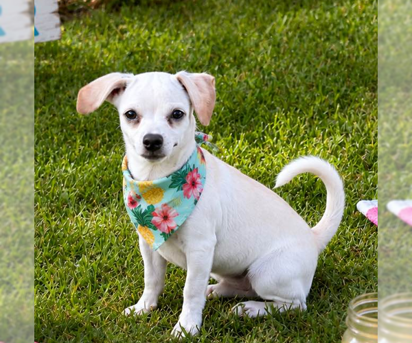 Medium Photo #4 Chihuahua Puppy For Sale in Yardley, PA, USA