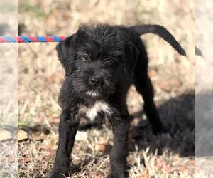 Labrador Retriever-Unknown Mix Dogs for adoption in Yardley, PA, USA