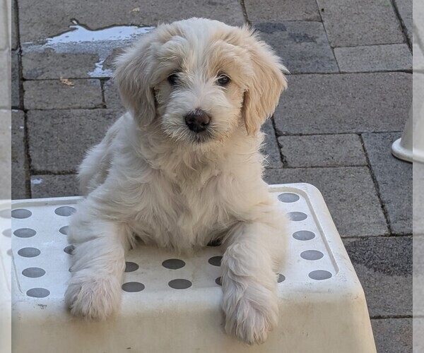 Medium Photo #1 Double Doodle Puppy For Sale in CHULA VISTA, CA, USA