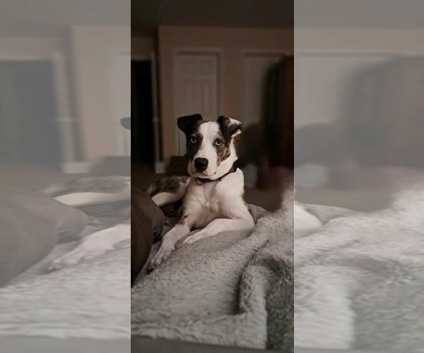 Medium Photo #6 Catahoula Leopard Dog-Unknown Mix Puppy For Sale in pomfret, CT, USA