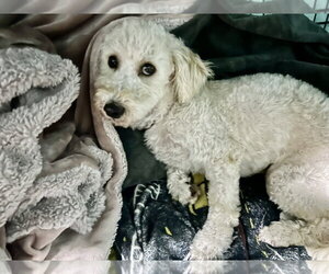 Amaya - Female Goldendoodle (Miniature) Dog for Adoption - Photo #3