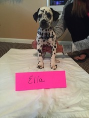 Dalmatian Puppy for sale in FRANKLIN, KY, USA