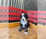 Puppy Bryson Miniature Bernedoodle