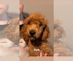 Small #1 Goldendoodle