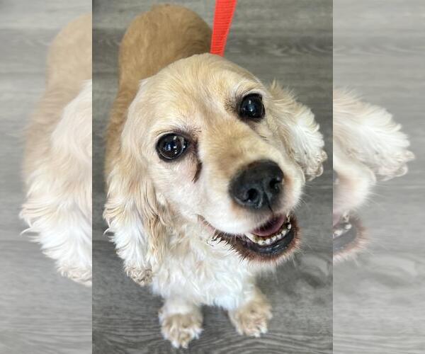 Medium Photo #2 Cocker Spaniel Puppy For Sale in Westminster, MD, USA