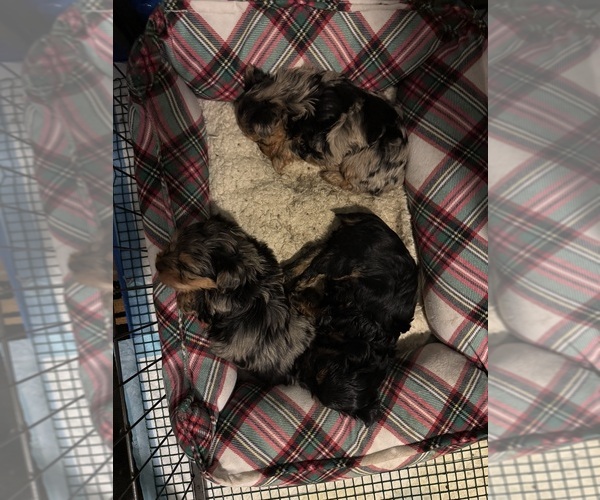 Medium Photo #1 Yorkshire Terrier Puppy For Sale in LITTLE RIVER, SC, USA
