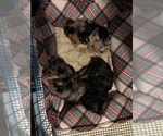Image preview for Ad Listing. Nickname: Litter of 3