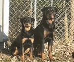 Small Photo #4 Rottweiler Puppy For Sale in FLORENCE, KY, USA