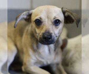 Chihuahua Dogs for adoption in San Antonio, TX, USA