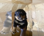 Small Photo #1 Rottweiler Puppy For Sale in RICHLAND, GA, USA