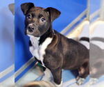 Small #3 Labrador Retriever Mix
