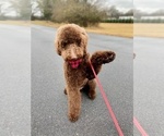 Small Photo #2 Goldendoodle Puppy For Sale in CONYERS, GA, USA