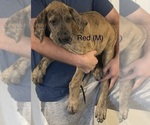 Small #1 Great Dane