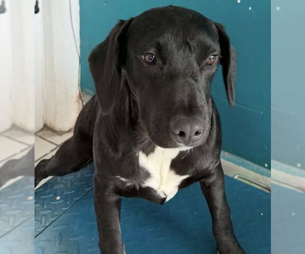Medium Photo #1 Labrador Retriever-Unknown Mix Puppy For Sale in Dana Point, CA, USA