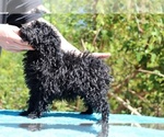 Small #40 Poodle (Toy)